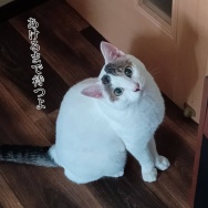 カウントダウンがはじまる。と、グリーンの翼つくりました。