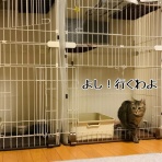 猫とお酒と日々のこと