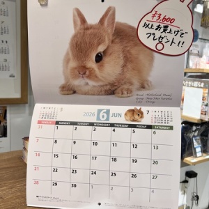 ♡うさちゃん♡ページ 新入りうさちゃん紹介します！ : うさぎブログ うさぎのしっぽ公式