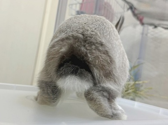 うさぎのルリ(2/3追記)