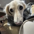 リンと八ケ岳へお花見旅行 5 ～ 宇宙ビールと八ケ岳わんわんパラダイス