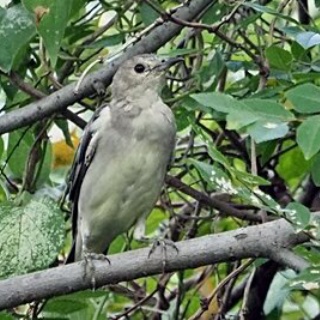 東京港野鳥公園　レンジャーブログ