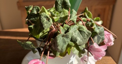 *【しおれたシクラメン】4時間で復活‼︎