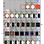2026年1月の自然観察日