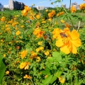 晴天!!  観光無縁の横浜市内ポタリングへ