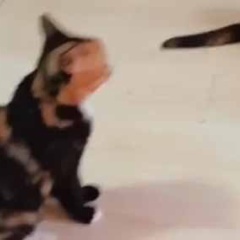 【遺伝子強すぎ】 親子はやっぱり似てしまう？ うちにいる猫一家 → みんな顔はこんなんです…