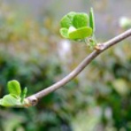 吉野川のほとりから