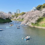 『千鳥ヶ淵でお花見 ♪ 嬉しすぎて派手に転んだわたし』の画像