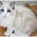 『中国の猫ブーム、女性と95后世代がけん引。』の画像
