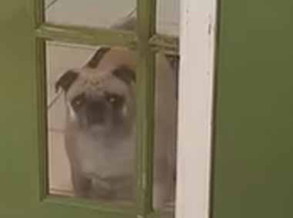 うちの犬がドアの向こう側にいた。そっちに行けないんですけど → 犬、勘違いです…