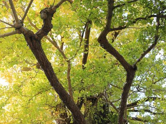 見頃はもうちょっと先。霊山寺のイチョウ事情。公衆電話は撤去が決まりました。（沼津市本郷町）