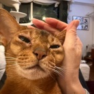 冬場、猫の耳が冷たくなるので温める