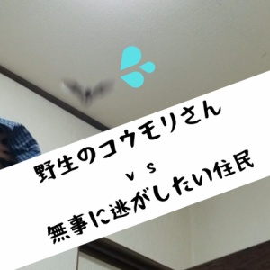 コウモリが家の中へ入ってきた！攻防戦を振り返る～交野歴1年目が交野