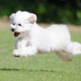 7-15-1　石飛　きなこちゃん　4歳　南あわじドッグラン・飛行犬撮影所にて