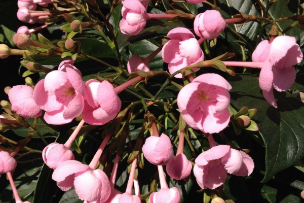 カムとキクタンの大満足時代 香り