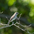 2026年10月12日の野鳥公園