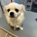 トリミングブログ　シャンプーセット　チベタン　橋本