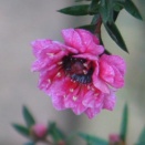 ギョリュウバイ（御柳梅）・・The Best 100 Plants in Alex's Garden