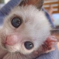 バタバタで出した晩御飯を、２歳半の息子に「ゴミ」って言われてキレた。きちんとしたご飯を食べさせたいと思って早起きして作ってたのがばかみたい。今も寄ってきてるけど完全無視。