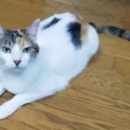 床にべったりシリーズ