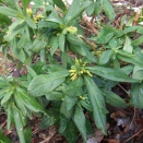 ナニワズ(エゾオニシバリ)