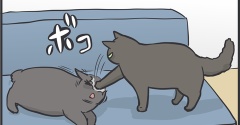 我が家の猫の完全な上下関係
