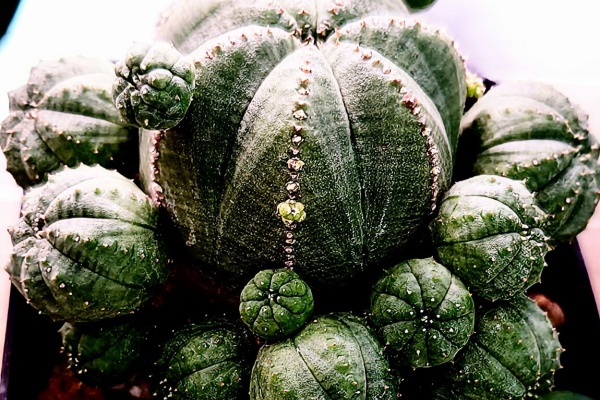 ユーフォルビア・オベサ・ドットコム