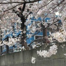 桜🌸クルーズ