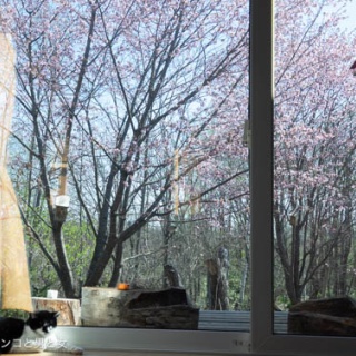 馬とニャンコと男と女