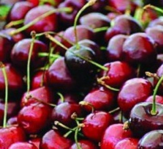 イタリア料理③前菜-7-56. サクランボ