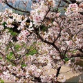 4/6(月)〝竹ヶ端運動公園〟〝集会所裏水呑川土手〟サクラ並木の散策(^.-)☆(14)