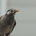 ぎりぎり
