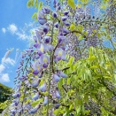 里山に揺れる紫