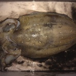 ホシガメ釣り日記