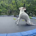 トランポリンに乗った犬が…見たことのない走り方をする（動画）
