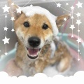 柴犬 シャンプーコース りくちゃん 愛川インター店