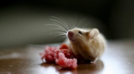 衝撃の事実！　実はネズミは「チーズが苦手」らしい