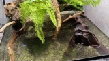 この水槽に何の魚入れるか考えてくれ（※画像あり）