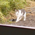 猫に小判を与えたら。 埋蔵金:千八百八拾壱両 いったい何をしちょるぅ?