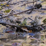 野鳥は可愛い♪ ２