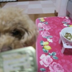 気ままな毎日　～花とトイプードルに囲まれた生活～