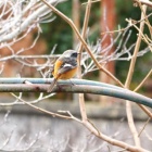 『冬鳥たちが来る庭で作業』の画像