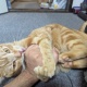 猫に監禁されてる