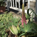 ナチュラルライフ