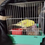 カズナル　～鳥達の襲撃