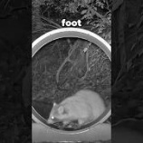 『キャットホイールを野生の動物が使うのか試してみた』の画像