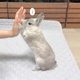 うさぎのルリ(9/11追記)
