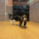 お耳の大きなバセットハウンド🐶