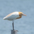 2026年5月20日の野鳥公園