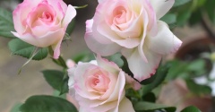 【雨のGWはおうちでゆっくり】美しいバラ「マチルダ」が開花♬ハワイアンキルトをチクチク(*´∇｀*)（記事下にPR含）